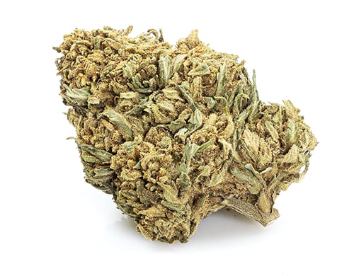 Cogollos de marihuana sin thc Mango Haze