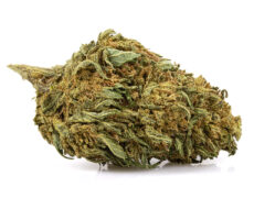 Cogollo de marihuana sin thc lemon cheese