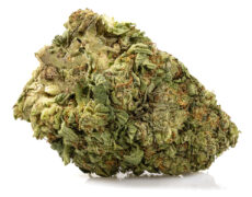 Marihuana cbd white widow