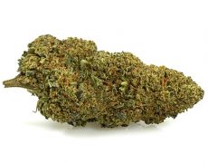 Orange-cbd-boost-marihuana-cbd