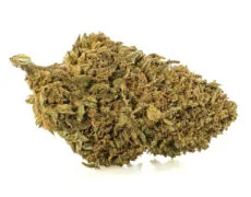 Primer plano de Marihuana CBD lemon cheese de cultivo orgánico y sostenible Primer plano de Marihuana CBD lemon cheese de cultivo orgánico y sostenible