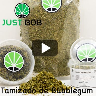 Tamizado-Bubblegum