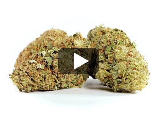 avance de vídeo de white widow cannabis cbd
