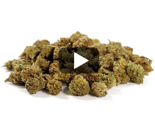 cogollos-cbd-de-small-buds-mix