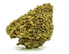 gorilla-glue-small-marihuana-cbd