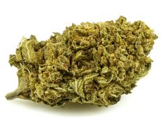 lemon-cheese-small-marihuana-cbd