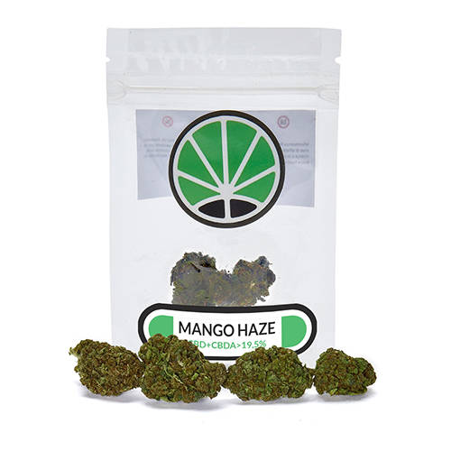 mango-cannabis-indica-marihuana-thc-cbd mango-cannabis-indica-marihuana-thc-cbd