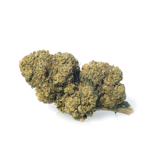 mango-haze-canamo-cbd mango-haze-canamo-cbd