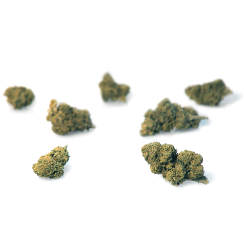 mango-haze-marihuana-cbd mango-haze-marihuana-cbd