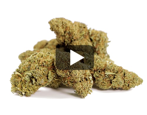 marihuana-sin-thc-Orange-cbd-boost