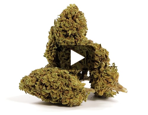 marihuana-sin-thc-gorilla-glue