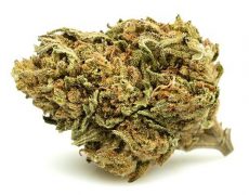 white-widow-small-marihuana-cbd