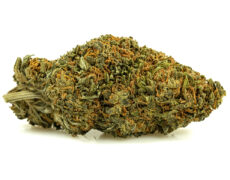 Cogollo de marihuana sin thc sweet berry