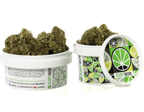 Flores de Marihuana cbd Sweet Berry en un contenedor blanco