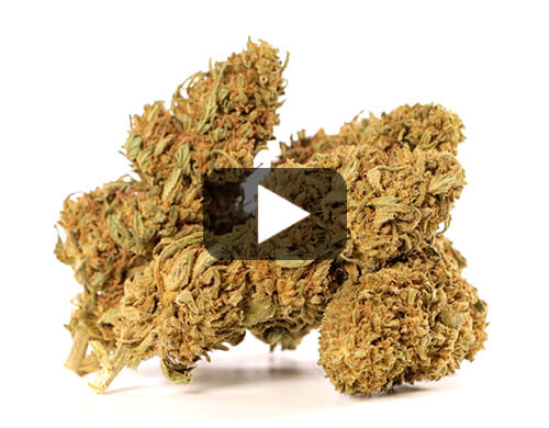 Vista previa de video de flores de Marihuana cbd Sweet Berry con matices verdes y marrones
