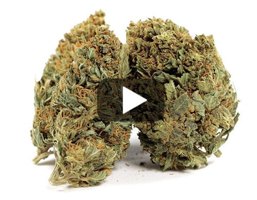 marihuana-sin-thc-melon-kush