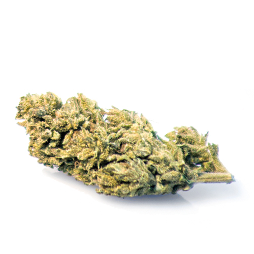 melon-kush-melon-gum-seeds melon-kush-melon-gum-seeds