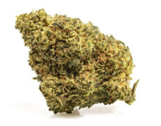 Cogollo de marihuana cbd master kush