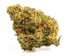Cogollo de marihuana cbd master kush Cogollo de marihuana cbd master kush