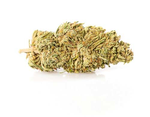 Master Kush CBD Online Marihuana