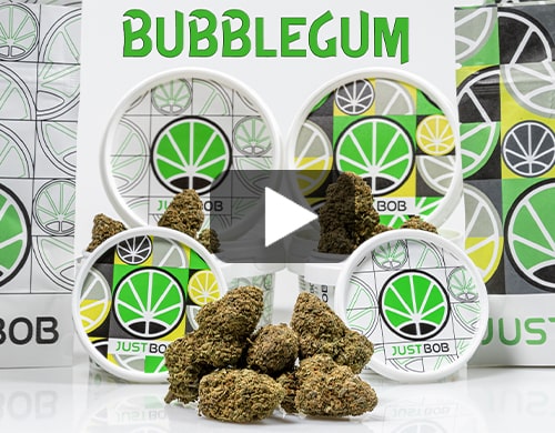bubblegum-video