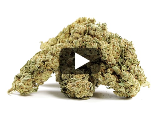 marihuana-sin-thc-bubblegum