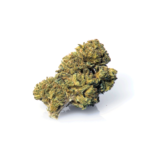 master-kush-cannabis-cbd master-kush-cannabis-cbd