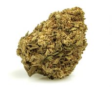 MASTER KUSH-small-marihuana-cbd