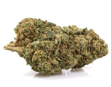 Cogollo de marihuana cbd de la variedad California
