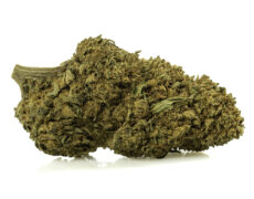 Primer plano de una cima de Marihuana cbd CALIFORNIA HAZE con tricomas destacados y textura natural 