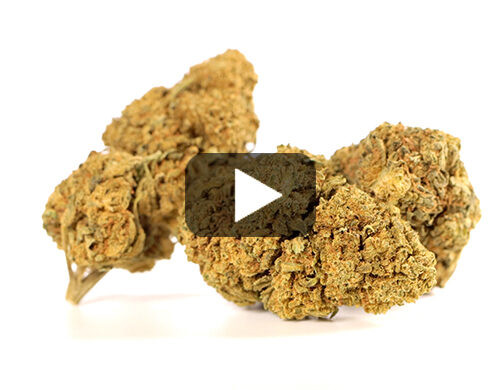 Vista previa de video de flores de Marihuana cbd CALIFORNIA HAZE con matices verdes y marrones