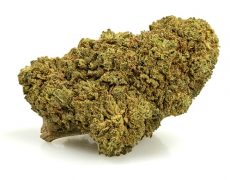 california-haze-marihuana-cbd