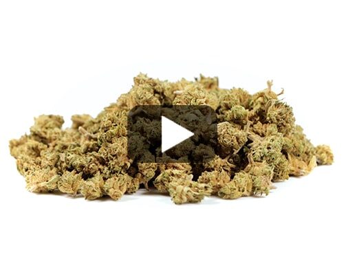 marihuana-sin-thc-california-haze-small