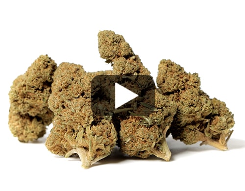 marihuana-sin-thc-california-haze