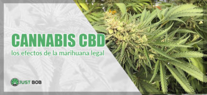 cannabis cbd los efectos della marihuana legal