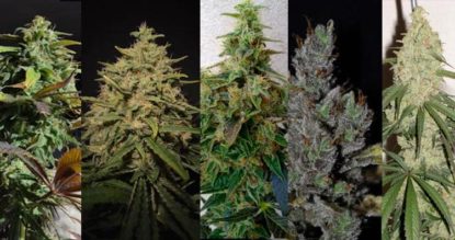 Variedades de Cannabis CBD