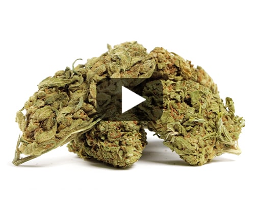 marihuana-sin-thc-do-si-dos