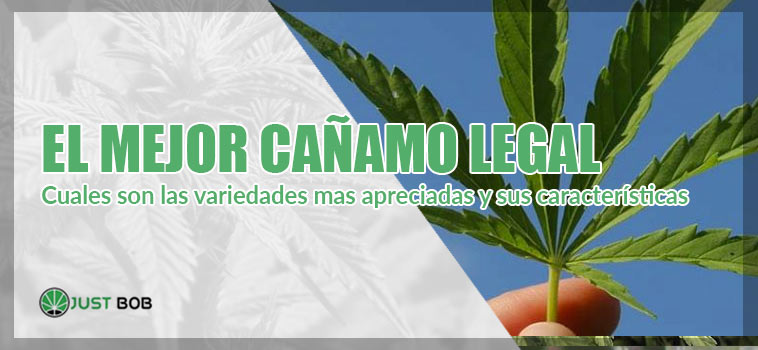 Cuales son las variedades mas apreciadas y sus características