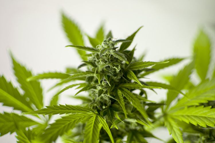 efectos del cannabis legal