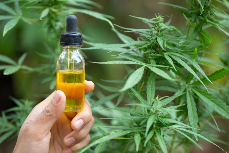 Cáñamo sativa legal y cáñamo indica: las diferencias.