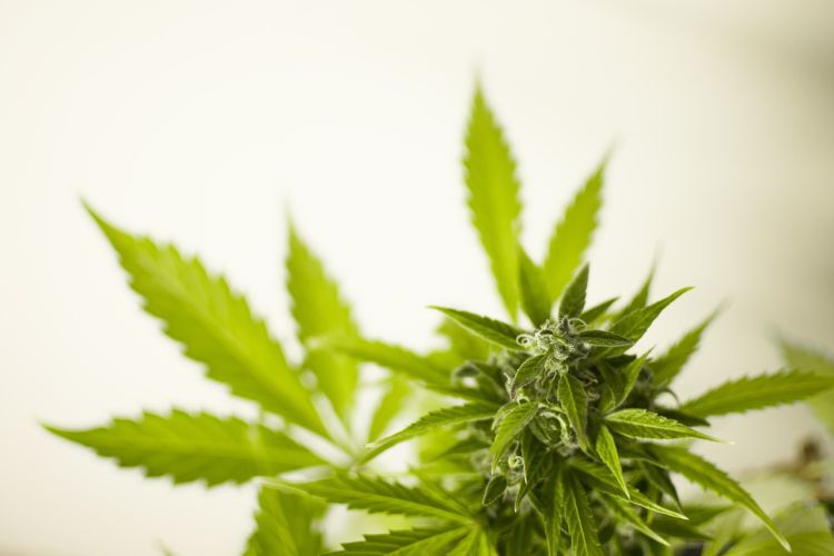 marihuana legal reglamentos europeos