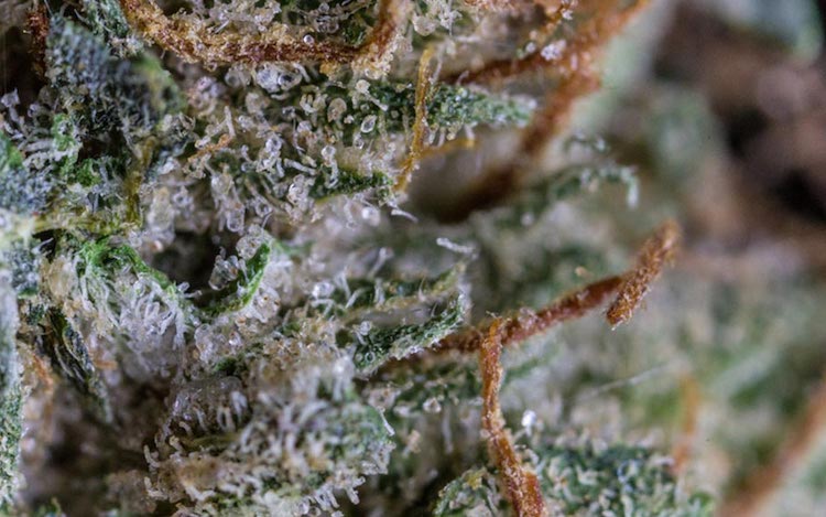 master kush cbd espana