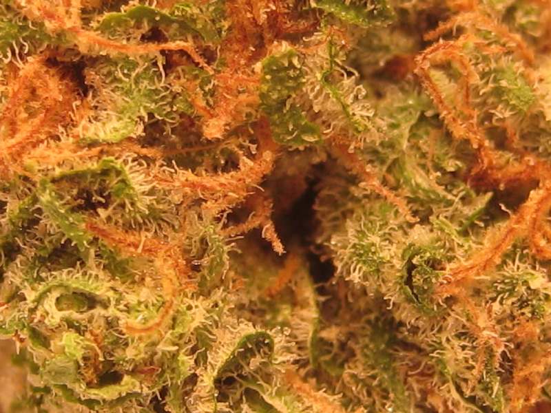 Master Kush, características y efectos