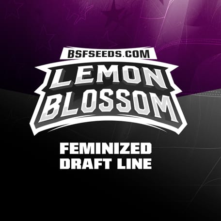 Lemon-Blossom-semillas-de-canamo-feminizadas Lemon-Blossom-semillas-de-canamo-feminizadas