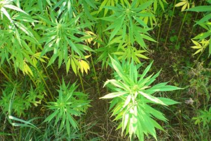 emillas de cannabis