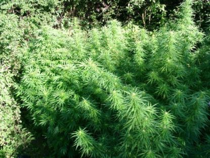 cultivo de marihuana