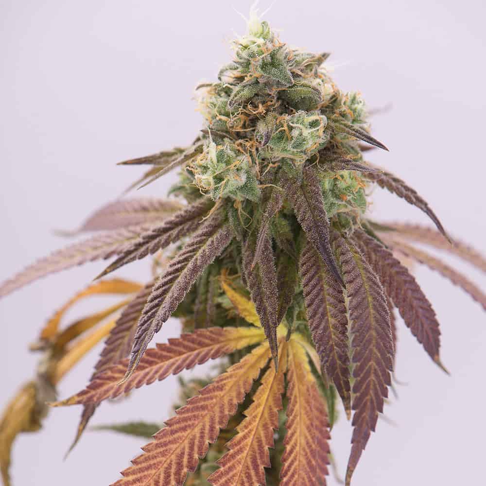 double-cookies-semillas-de-canamo-feminizadas double-cookies-semillas-de-canamo-feminizadas