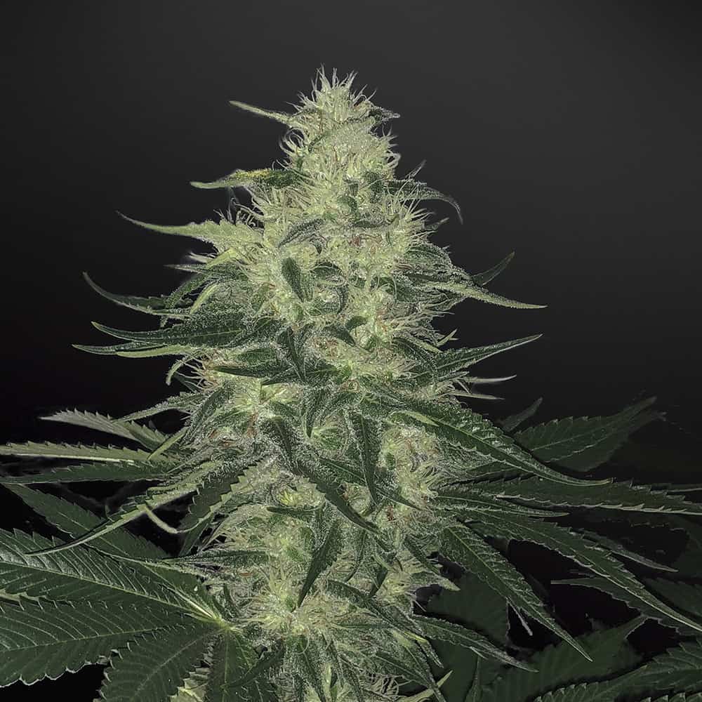 godzilla-glue-semillas-de-marihuana-autoflorecientes godzilla-glue-semillas-de-marihuana-autoflorecientes