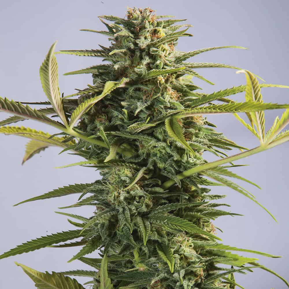 godzilla-glue-semillas-de-marihuana-feminizadas godzilla-glue-semillas-de-marihuana-feminizadas