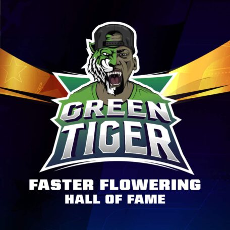 green-tiger-semillas-marihuana green-tiger-semillas-marihuana